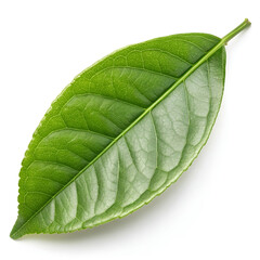 Obraz premium Fresh green citrus leaf with clipping path, isolated on a clean white background.