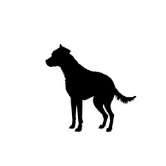 silhouette of a standing dog with a bushy tail and alert posture