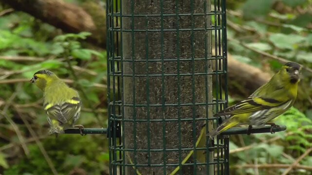 Male Eurasian Siskins (Spinus spinus) Feeding on a Nyjer Seed Feeder