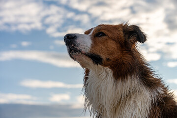 Thoughtful wet border collie dog looking into distance under dramatic sky on beach after playtime