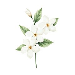 Obraz premium watercolor jasmine bouquet