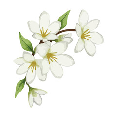 Fototapeta premium watercolor jasmine flower