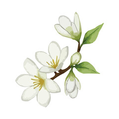 Obraz premium watercolor jasmine flower