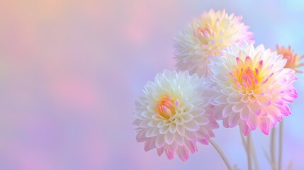 Three delicate bouquets of white flowers with pink and yellow edges, petals as elegant as daisies or tulips, creating a soft contrast with bokeh for tranquility on birthdays or Valentine's Day.