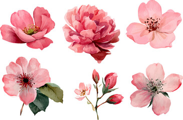 Obraz premium set of pink flowers