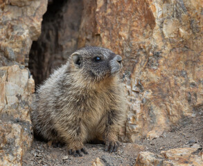 yellow bellied marmot baby