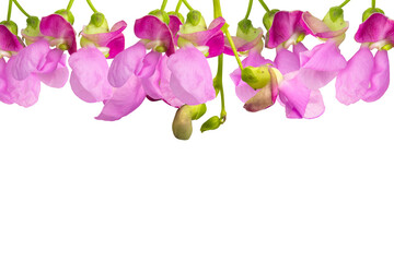 Hanging pink flowers isolated on transparent background.