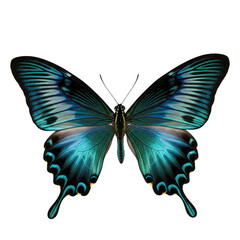 Beautiful emerald and teal butterfly with intricate wing patterns