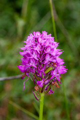 Pyramiden-Hundswurz (Anacamptis pyramidalis)