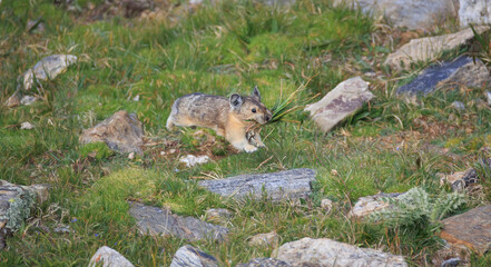 pika with flowers in mouth jumping