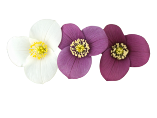  Top-Down View of Multiple Trillium Flowers in Loose Triangle Formation Artistic Flat Lay Transparent Background.
