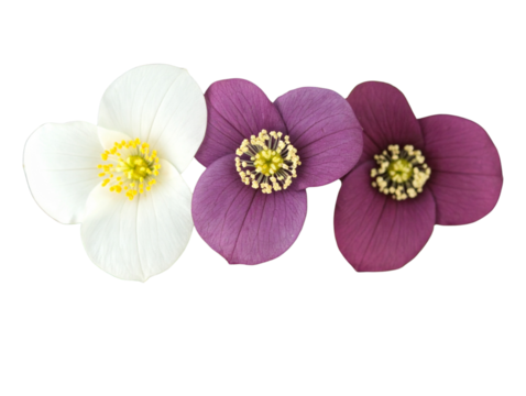  Top-Down View of Multiple Trillium Flowers in Loose Triangle Formation Artistic Flat Lay Transparent Background. - Powered by Adobe