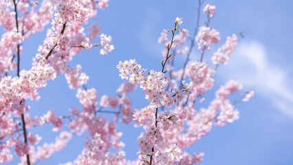 Sakura flower blossom, against the blue sky in Hirosaki park in Aomori prefecture in Japan