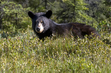 black bear Ursus americanus cautiously travels the river bank