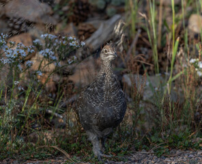 dusky grouse juvenile in flowers