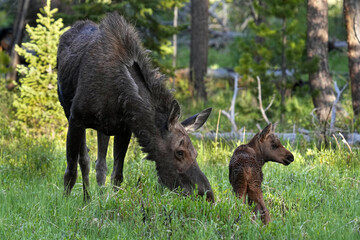 Mama moose caring for her baby
