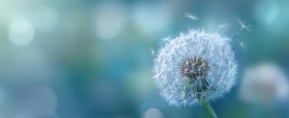 The delicate dandelion glows softly against a serene blue background.