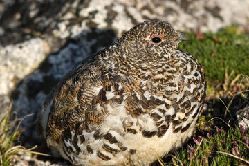 Adult Male Ptarmigan enjoying the sunshibe