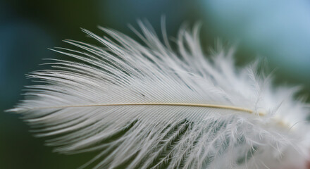 White Feather Close-Up with Soft Blue-Green Background