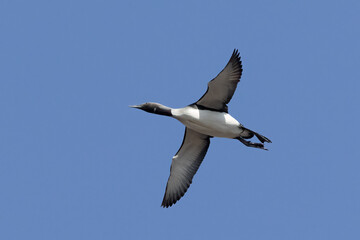 black-throated diver
