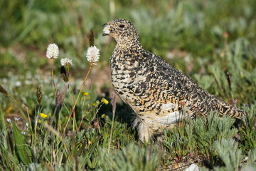 Ptarmigan eating tundra flowers