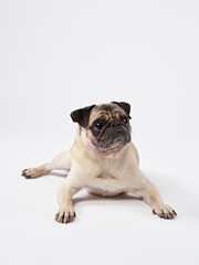 A Pug sits with its legs stretched out, looking completely relaxed and at ease. The neutral background enhances the casual and funny positioning.