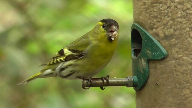Male Eurasian Siskin (Spinus spinus) on a Seed Feeder
