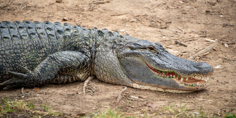 American Alligator