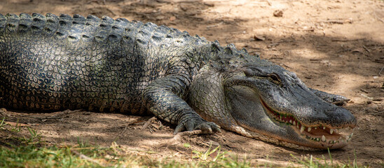 American Alligator