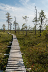 Wooden boardwalk winds through a vast peat bog with scattered pine trees under a blue sky