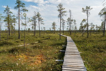 Wooden walkway through a vast expanse of swampy wetlands with sparse trees under a cloudy sky