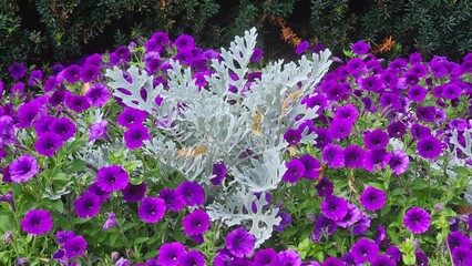 Fototapeta premium Sweden. Jacobaea maritima, commonly known as silver ragwort, is a perennial plant species in the genus Jacobaea in the family Asteraceae, native to the Mediterranean region. 