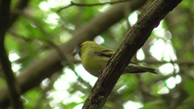 Eurasian Siskin (Spinus spinus) Male Perched in a Tree in Deciduous Woodland