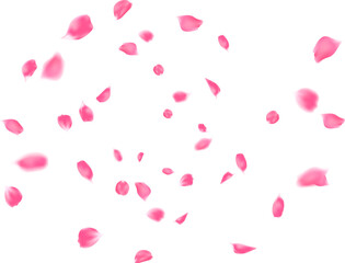 Flower flying swirl design vector illustration on transparent background. Pink rose petals