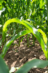 Corn plants on dry and cracked soil. Drought and poor soil conditions due to climate change. Vertical background for heat and water shortages.