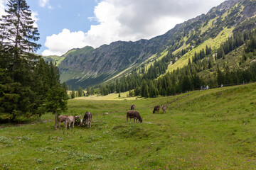 A picturesque scene unfolds in a verdant alpine valley within the Bavarian Alps, often encountered...