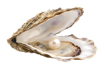 open oyster shell with pearl isolated on background white