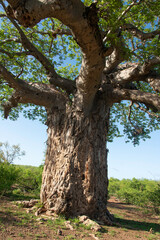 Baobab africain, Adansonia digitata, Parc national Kruger, Afrique du Sud