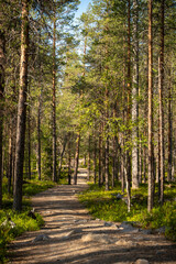 Sunlit Path Through a Dense Evergreen Forest with Green Undergrowth and Tall Trees