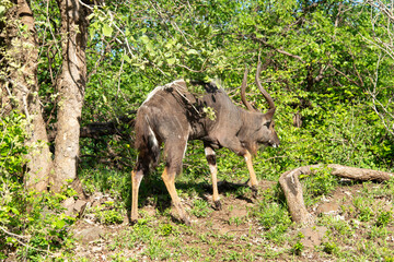 Nyala, male, Tragelaphus angasii, Parc national Kruger, Afrique du Sud