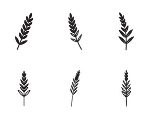 Botanical Illustration of Wheat Stalks Simple and Elegant Design Elements for a Natural and Rustic Aesthetic Ideal for Creative Projects