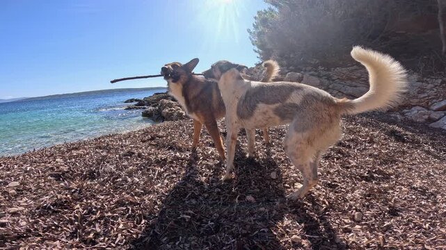 LENS FLARE, SLOW MOTION: Two happy dogs during a game of tug of war with a wooden stick on a remote pebble beach by the blue Adriatic Sea. Playfully doggies enjoying a beautiful summer day at seaside.