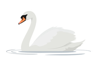 Elegant White Swan with Orange Beak Floating on Water Illustration.