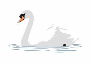 Elegant White Swan Swimming Gracefully in Water with Orange Beak.