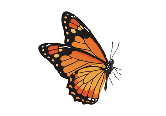 Vibrant Orange Monarch Butterfly with Black Veins and Spots Side Profile.