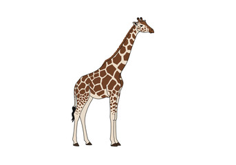 Naklejka premium Standing Giraffe Illustration with Brown and White Spots Long Neck and Tail.