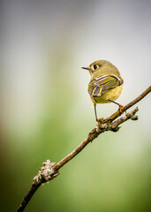 Ruby-crowned Kinglet perched on a branch