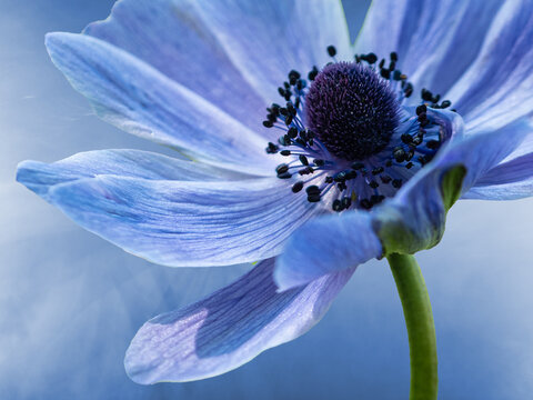 Macro of a blue anemone oregana against a light blue background
