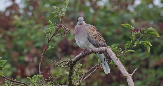 european turtle dove