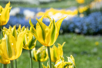 Close up of some yellow Solero tulips in the green field